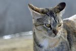 REAL FRIEND PET PET SHOP ΑΡΤΕΜΙΔΑ ΛΟΥΤΣΑ